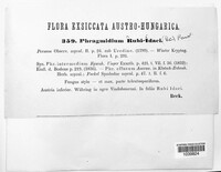 Phragmidium bulbosum image